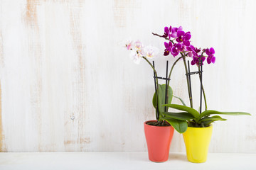 Two orchids in pots