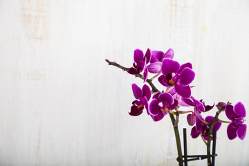 Orchids on a wooden background