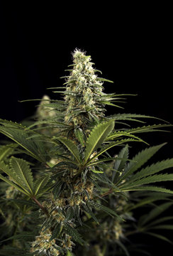 Cannabis cola (black russian marijuana strain) with visible hairs and leaves on late flowering stage