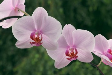 pink orchid flowers closeup