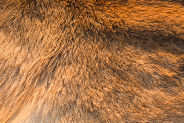 fur texture, close-up.Useful as background