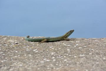 Lizard of the wall of madeira , dugesii de Teira