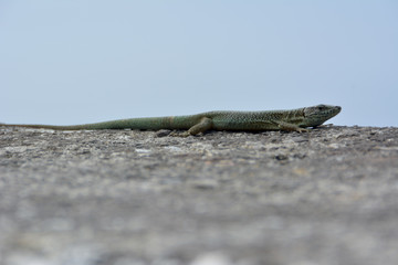 Lizard of the wall of madeira , dugesii de Teira