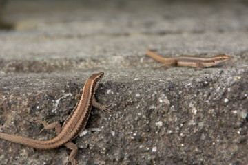 Lizard of the wall of madeira , dugesii de Teira