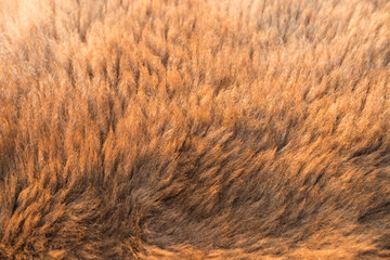 fur texture, close-up.Useful as background