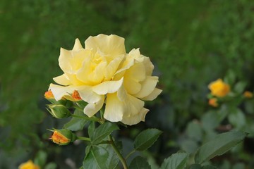 yellow rose on bush