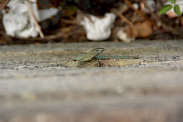 Lizard of the wall of madeira , dugesii de Teira