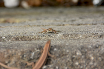 Lizard of the wall of madeira , dugesii de Teira
