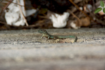 Lizard of the wall of madeira , dugesii de Teira