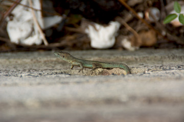Lizard of the wall of madeira , dugesii de Teira