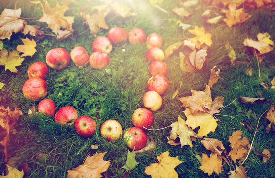 apples in heart shape and autumn leaves on grass