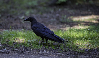 Fototapeta premium Young crow