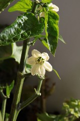 white flower of pepper plant in a garden