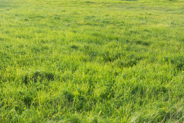 green grass on summer field