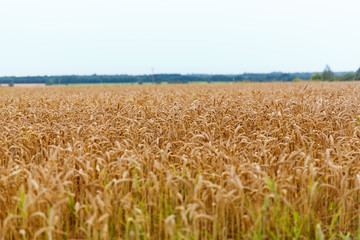 cereal field with spikelets of ripe rye or wheat