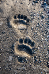 Polar bear foot prints in Svalbard