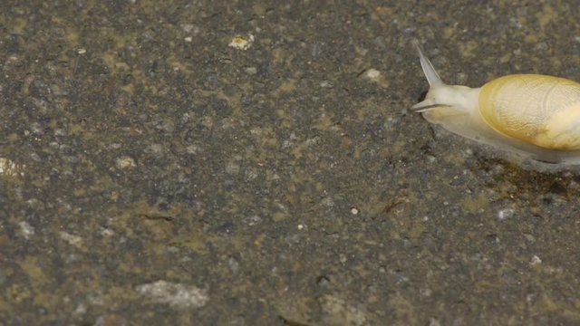 カタツムリ