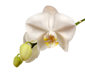 Fototapeta na wymiar Beautiful white orchid flowers with buttons