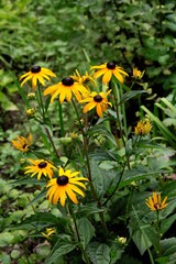 yellow coneflowers in a garden