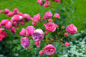 Beautiful rosebush in rosarium
