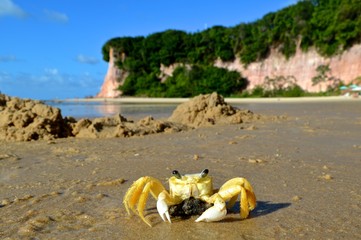 Fototapeta na wymiar crabe sur la plage