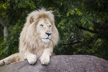 Crédence de cuisine en verre imprimé Lion Roi du Lion Blanc
