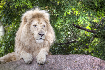 Naklejka premium King of the White Lion