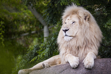 Fototapeta premium King of the White Lion