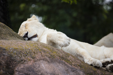 White Lioness
