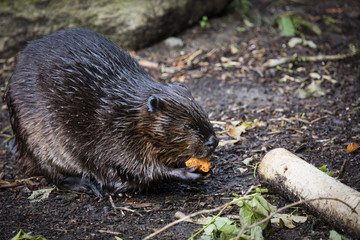 Eurasian Beaver