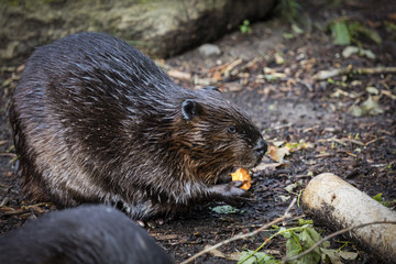 Eurasian Beaver