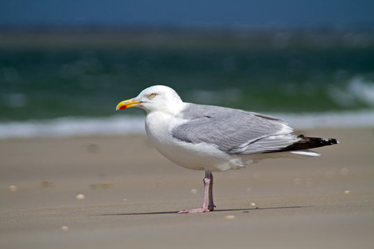 European herring gull standing on the beach