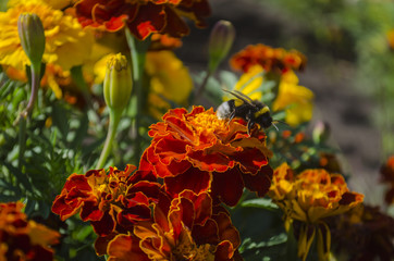 Tagetes, marigolds meadow in sunny day with pollinating insects.Summer ends.