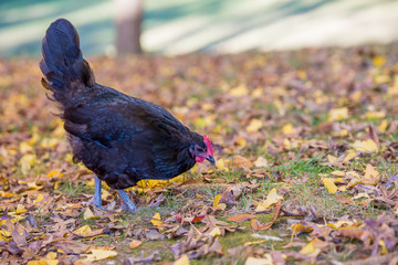 Australorp hen foraging in the fall leaves