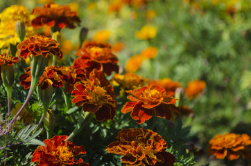 Tagetes, marigolds meadow in sunny day. Summer ends.