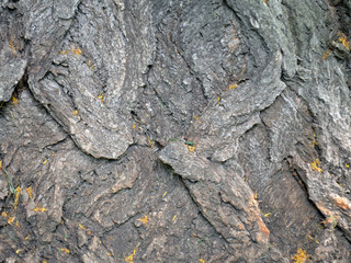Old tree bark with moss. Texture, background.
