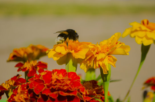 Tagetes, marigolds meadow in sunny day with pollinating insects.Summer ends.