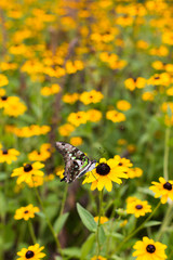 Butterfly with green wings on a black eyed susan