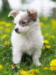 Cute Pup in Flowers