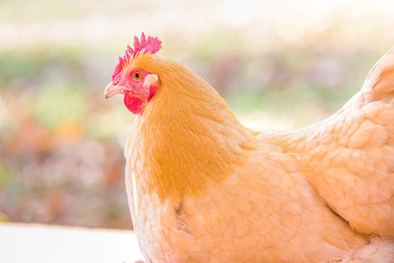 Close up of Buff Orptington hen in the fall