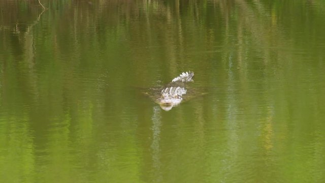 A full shot of a crocodile on water.