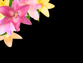 Vector Illustration with Lily Flowers Isolated on Black Backgrou