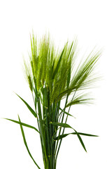 Green wheat