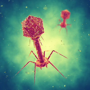 Bacteriophages are viruses  that attack bacteria and can be used as alternative to antibiotics , Infectious disease 