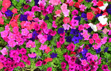 Fototapeta premium Petunia flowers texture