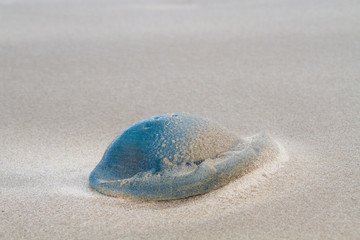 Barrel jellyfish washed ashore on the beach and covered with sand