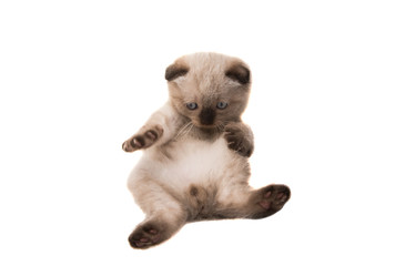 Kitten isolated