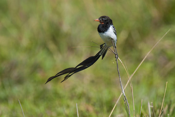  Strange tailed Tyrant