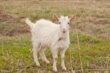 Naklejka na ściany i meble White goatling (goat kid) at early spring pasture