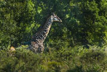 Giraffe South Africa © foto4440
